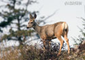Odocoileus hemionus